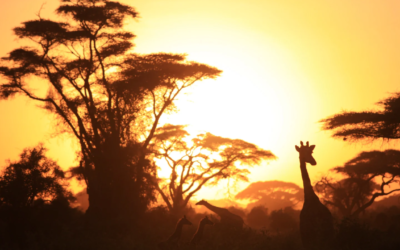 Best Safaris in Africa